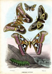 Butterflies, 1863-79